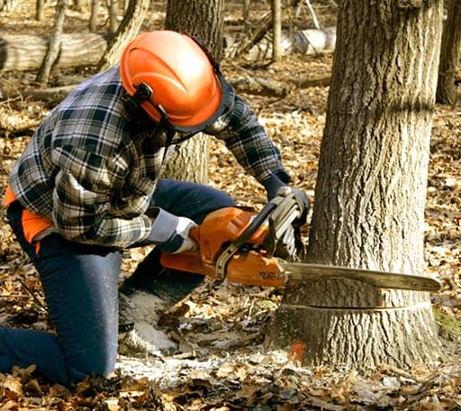 Tree Removal in Emerson, AR